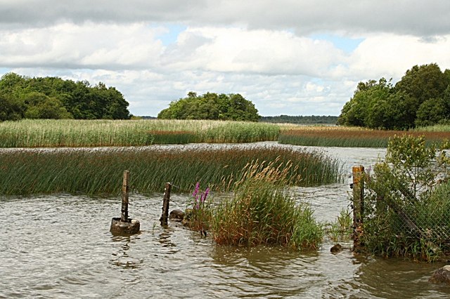 Lakeshore reeds