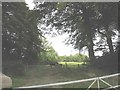 Grazing land glimpsed through a break in the tree belt