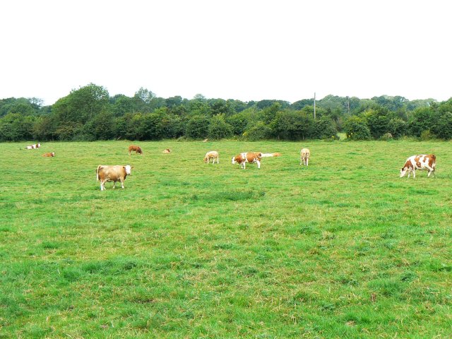 Field of cattle