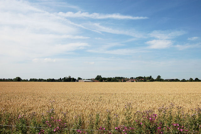 Wheat field east of Hardwick