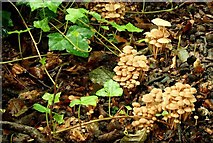 J4681 : Fungus, Crawfordsburn Glen (7) by Albert Bridge