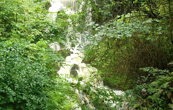 Waterfall, Crawfordsburn Glen (7)