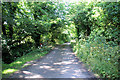 Leafy Lane below Treworthen Farm