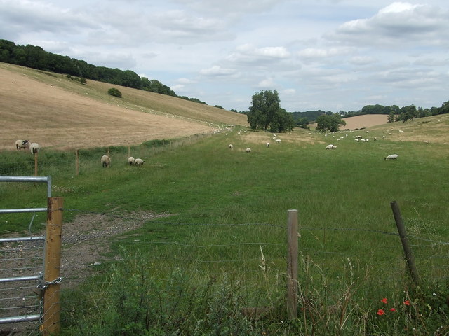 Sheep at Beddlestead