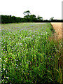 Generous nature strip beside wheat crop