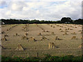 SS7603 : Sheaves in stooks by paul dickson