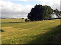 Trees near Blairshinnoch