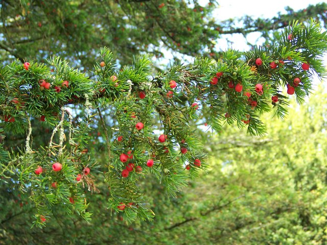 Yew (Taxus baccata), St John the Baptist... © Maigheach-gheal ...