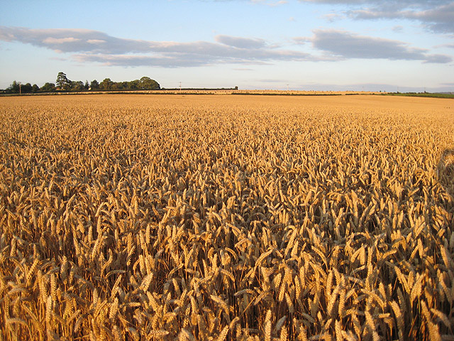 Golden wheat near Bury Hill