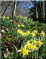 SO7639 : Wild daffodils in News Wood by Trevor Rickard