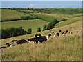 Lankham Bottom, Cattistock