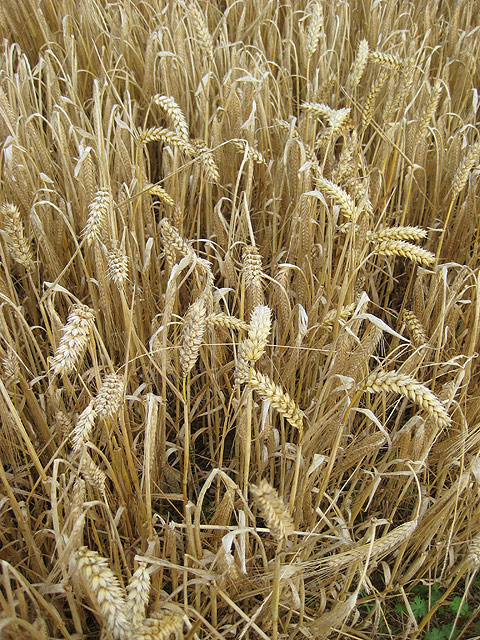 Ячмень лен. Санни микс пшеница. Bearded Barley. Barley vs Wheat. Similarity of Barley and Wheat.