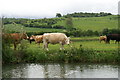 Cattle, Swinford Farm