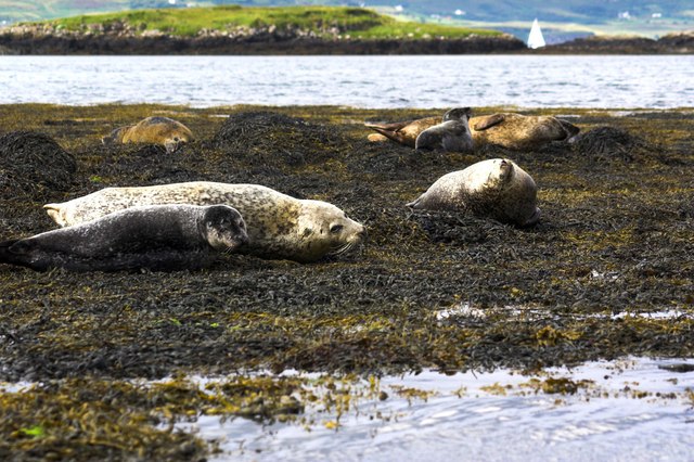 Seals on Dunvegan Loch, Isle Of Skye