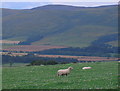 NT9232 : Sheep grazing in sight of the Cheviot Hills by ian shiell