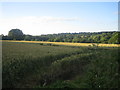 ST9330 : Fields near Hindon Lane, Tisbury 2 by Andy Gryce