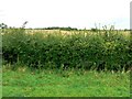 A hedge in a field, Home Farm south of Malmesbury