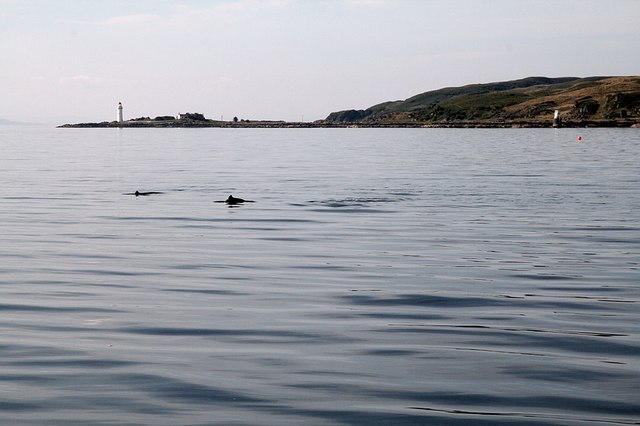 Porpoises, Isleornsay