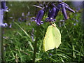 Male Brimstone Butterfly feeding.