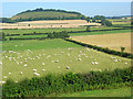 Farmland, Maiden Bradley