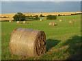 Farmland, Haxton