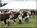 National Hereford Show 2008: Bulls under 2 years