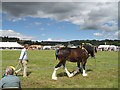 Tenbury Show, the main ring