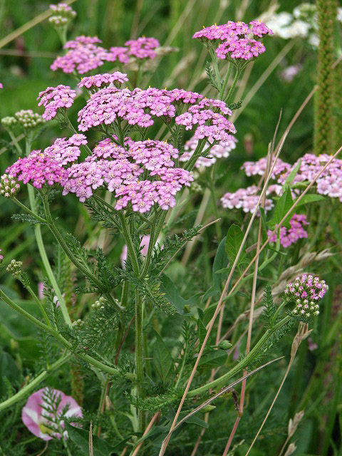 Yarrow - a very useful herb © Evelyn Simak :: Geograph Britain and Ireland