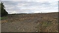 Felled area near Liddel Lodge