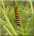 Caterpillar of the Cinnabar moth (Tyria jacobaeae)