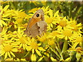 Meadow Brown butterfly on Ragwort