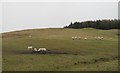 Sheep, Borthwickshiels