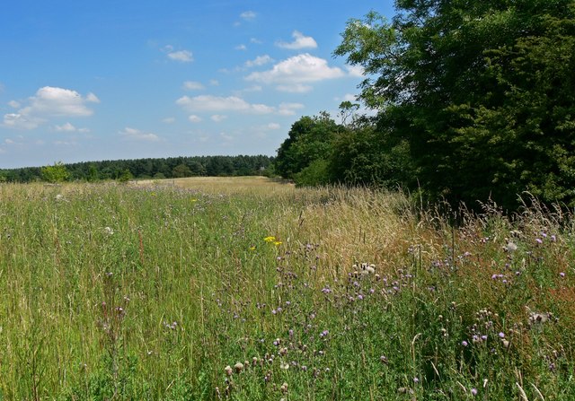 View towards Lount Wood © Mat Fascione :: Geograph Britain and Ireland