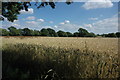 Barley field near Evenlode