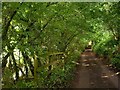 Lane near Longcombe