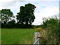 Field margin near the A429 north of Malmesbury