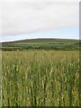 Field of barley by the A30