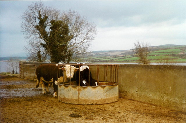 Bull at Carrickcloney, Co. Kilkenny