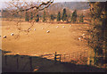 Sheep grazing at Wychcroft