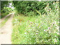 Footpath South of Moulsford