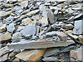 Loose slate debris  at a disused quarry north  of Bwlch-Llan, Ceredigion