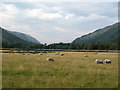 Pastures in Strath More