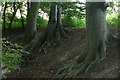 SU6575 : Tree roots in Mosshall Wood by Graham Horn