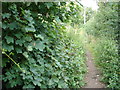 Bridleway to Strelley