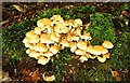 Fungus, Hillsborough forest 08-1