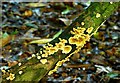 Fungus, Hillsborough forest 08-2