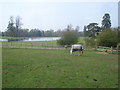 Large pond at The Court