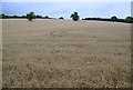 Barley, Flamstone Farm