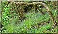 Fresh ferns and bluebells. Castle-upon-Alun.