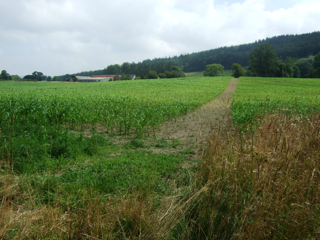 Footpath through the maize